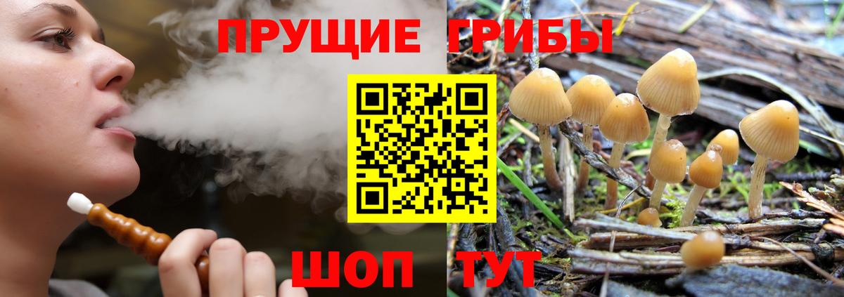 Псилоцибиновые грибы мицелий  Вход с VPN  Елизово  продажа наркотиков  Галлюциногенные грибы Psilocybe 